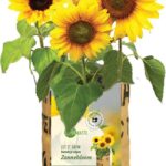 Zonnebloem-kweektuin-kweektuintje-gerecycled-theezakken-fairtrade-stadstuintje-verse bloemen-ecologisch-biologisch-duurzaam-moederdag-vaderdag-toscaansetuin-italië-mediteraans-gele bloemen-kerst-sinterklaas-verjaardag-groeicadeau-schooltuin-kinder