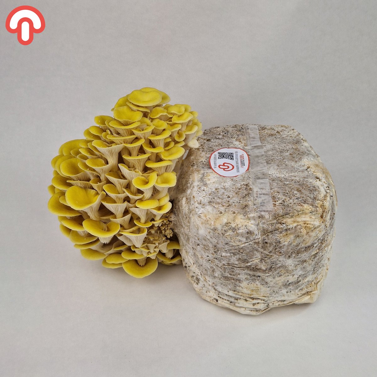 Gardenline Champignon Kweekset Aanbieding bij ALDI